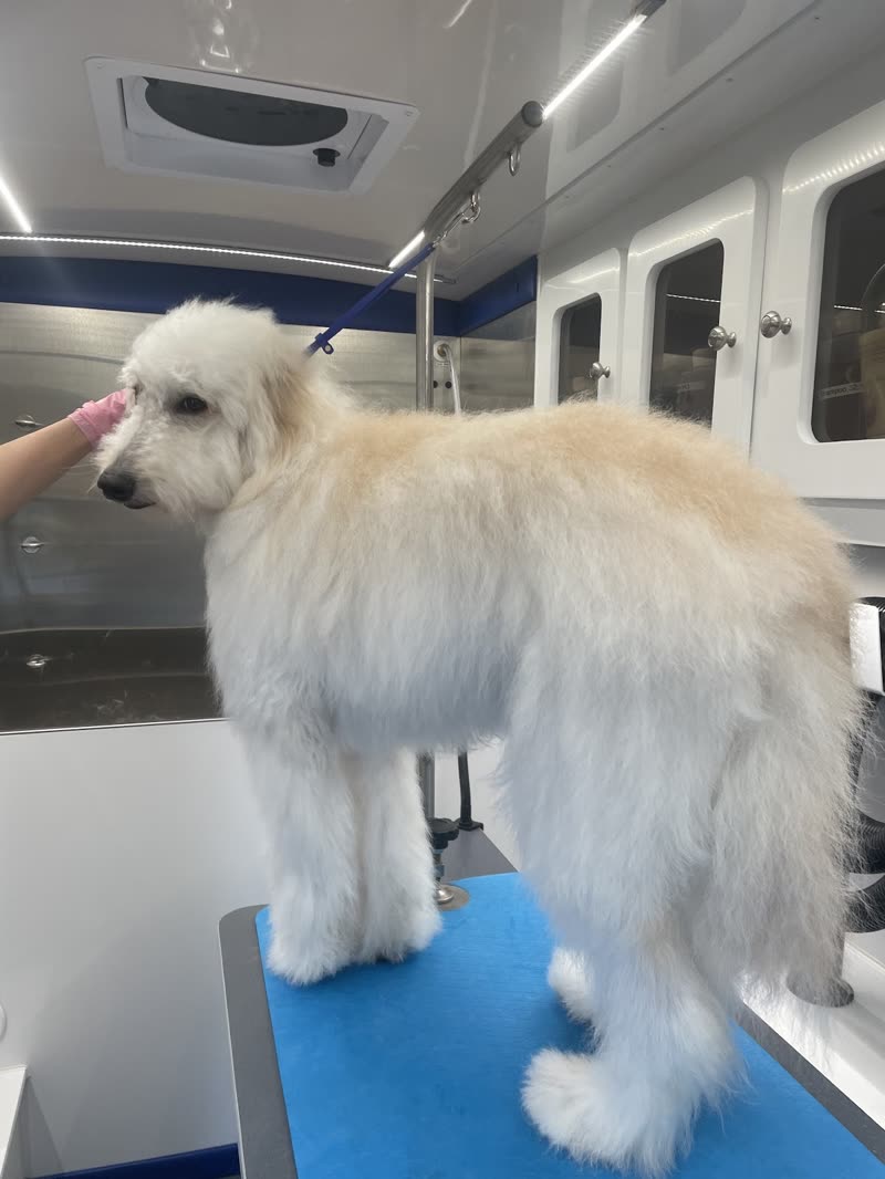 Long-coated cream dog on the blue grooming table inside the mobile grooming van, a hand steadying it
