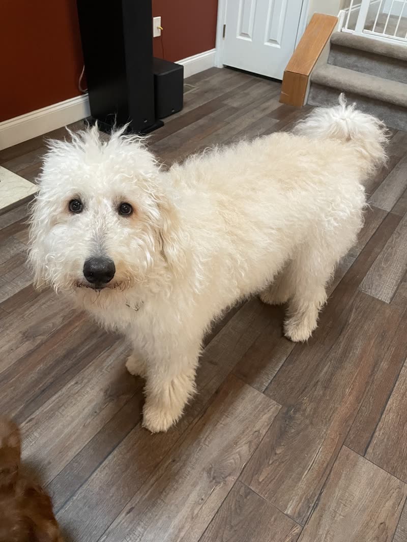 Shaggy cream doodle with a long untrimmed coat standing on a wood floor at home before its groom