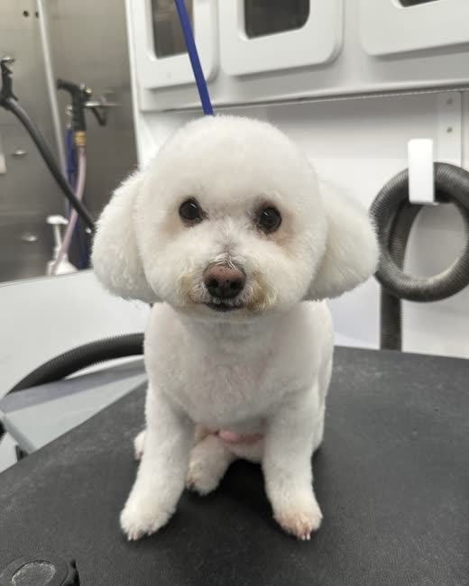 Freshly groomed white Bichon Frise with a round teddy-bear head trim on the grooming table in the mobile salon