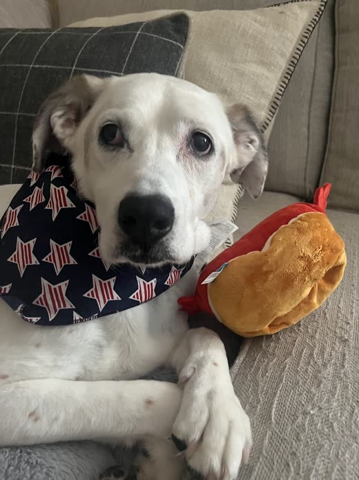 Older white dog in a star-print bandana resting its paws on a sofa cushion