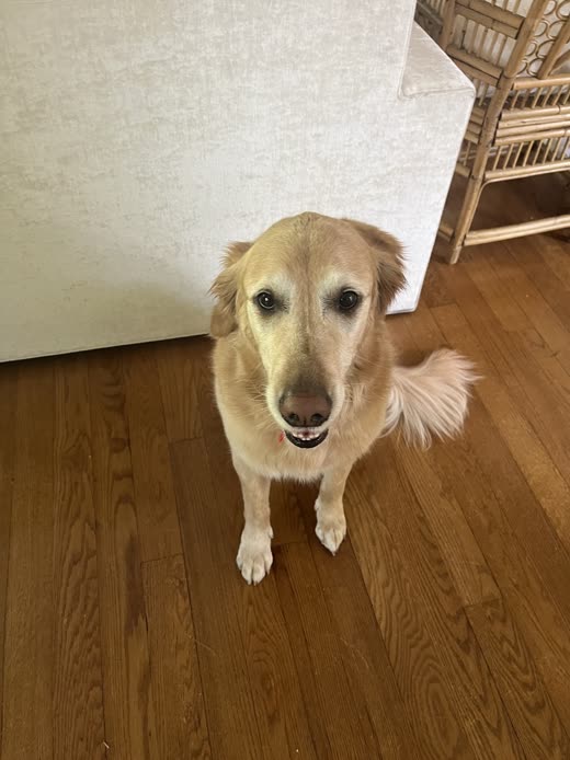 Golden retriever sitting on a wooden floor with its coat neatly brushed out